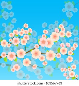 Spring Background With Sakura Cherry Blossom on Bright Blue Backdrop