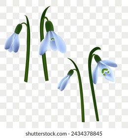 Spring background. snowdrops and green leaves.  Realistic drawing of spring flowers with stems and leaves, Eps 10