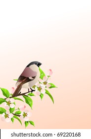 Spring background with sparrow at blossoming branch