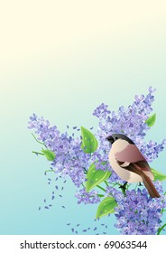 Spring background with sparrow at lilac branch