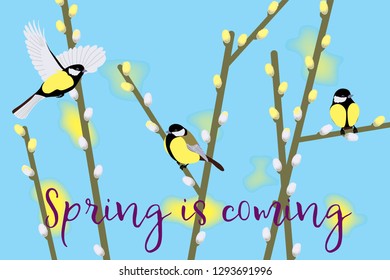 Spring background with tomtits and branches of willow on blue background