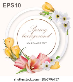Spring background with tulips, crocuses, anemones and frame. Vector illustration 