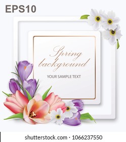 Spring background with tulips, crocuses, anemones and frame. Vector illustration 