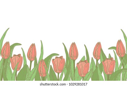 Spring background with tulips, hand draw flowers, sketch. Vintage background. Vector EPS10