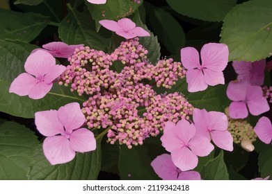 
spring background vector, flowers vector, the onset of spring, blooming pink flowers