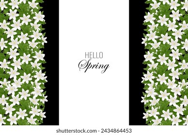 Spring background of white anemone flowers with green leaves gathered in columns on a dark white background