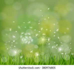 spring background with white dandelions