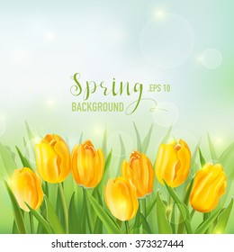 Spring Background - with Yellow Tulips Flowers - in vector