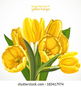 Spring background with yellow tulips on white background