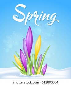 Spring background with yellow and violet crocuses in snow. 