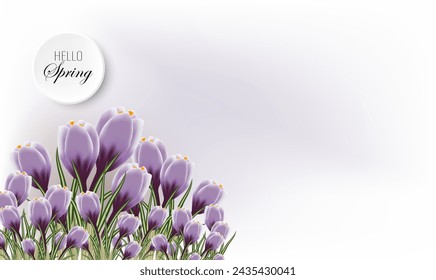 Spring banner with a bouquet of crocuses, hello spring, delicate crocus buds on an abstract background