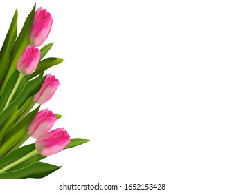 Spring banner. Bouquet of pink tulips on a white background. Easter and spring card. Woman day concept. Copyspace for text. Realistic vector illustration.