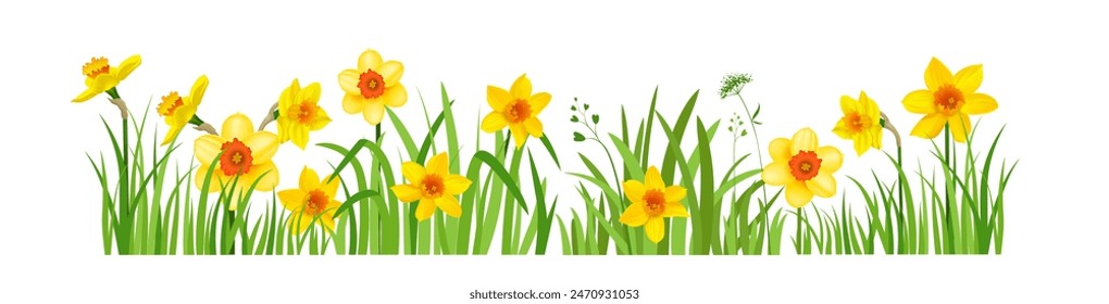 Spring banner of daffodils. Natural illustration element isolated. Illustration for design flyers, banners, leaflets, posters, advertising, sale