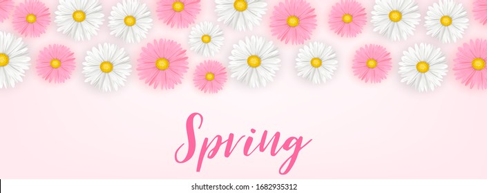 Banner de primavera o fondo de cabecera con flores margaritas rosas y blancas. Ilustración vectorial.