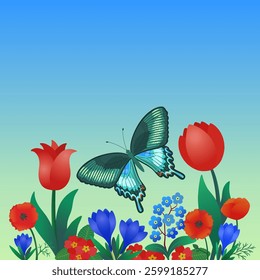 Spring banner with peacock butterfly, blue and red flowers. Tulips, poppies, green grass border frame. Bright background copy space. Meadow flowers bloom in the garden. Cartoon vector illustration.
