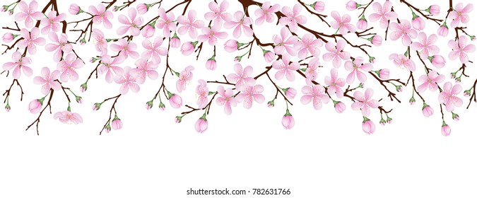 Spring banner. The pink sakura blossoms. Branches of a blossoming cherry on a white isolated background.
