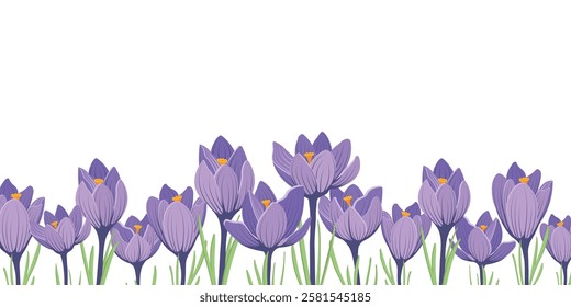 Spring banner with purple crocus first flowers. Horizontal background with space for text, for congratulations, cards. Vector