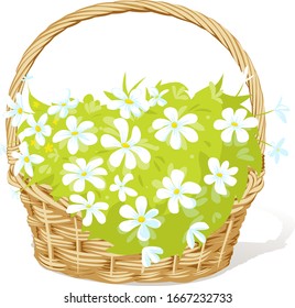 Spring Basket Full of White Fowers - Vector Illustration