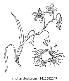 The spring beauty leaves are slender. Flower have five petals, there are some bud on branch, vintage line drawing or engraving illustration.