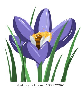 Spring. The bee takes honey on blossoming crocus. Vector illustration