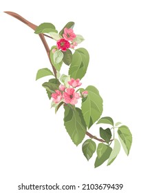 Spring bloom blossom. Branch with pink apple tree flowers. Twig with light reddish florets, buds, green leaves on white background. Digital realistic illustration in watercolor style, vintage, vector