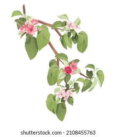 Spring bloom blossom. Branch with pink apple tree flowers. Twig with light reddish florets, buds, green leaves on white background. Digital realistic illustration in watercolor style, vintage, vector