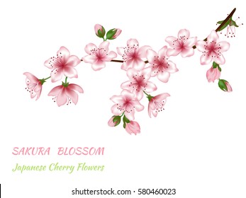 Spring blooming branch vector illustration with pink and green buds. Realistic design on white. Sakura blossom, Japanese Cherry flower text. Card template. Spring blossom branch isolated, pink flowers