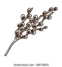 Spring blooming branch of willow. Sketch vector element for spring Easter design.