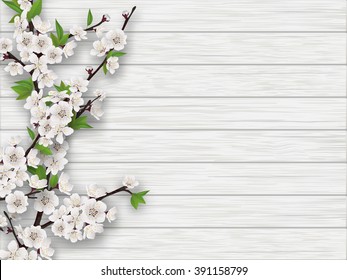 Spring blooming cherry branch on white old wood background. Realistic vector illustration.