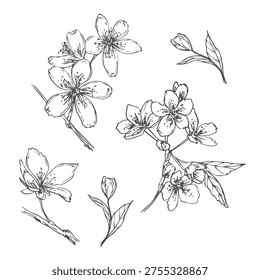Spring blooming composition with cherry, almond or pear tree flowers and leaves vector isolated illustration. Monochrome blossom plant painted by black ink.