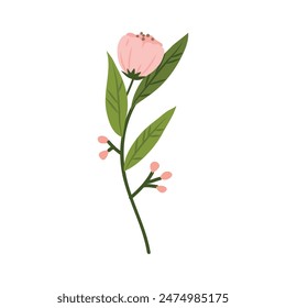 Spring blooming flowers on white background.