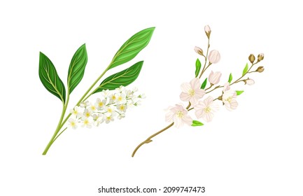 Spring blooming tree branches set. Bird cherry and cherry vector illustration