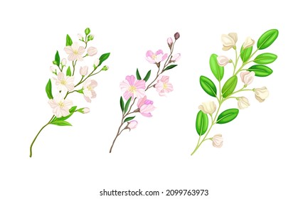 Frühlingsblütenbaum und Strauchfäden mit zarten Blumen setzen Vektorgrafik