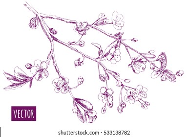 Spring blossom (bloom), branch with cherry flowers, hand draw sketch, outline on white background, vector illustration, vintage