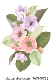 Spring blossom (bloom), branch with mauve, pink apple tree flowers. Bouquet light floret, buds, green leaves on white background. Digital draw illustration in watercolor style, vintage, vector