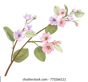 Spring blossom (bloom), branch with mauve, pink apple tree flowers. Bouquet light floret, buds, green leaves on white background. Digital draw, close-up in watercolor style, vintage, vector