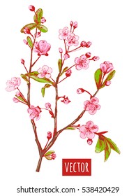 Spring blossom (bloom), branch with pink flowers (cherry, plum, almonds), hand draw sketch, on white background, vector illustration, vintage