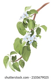 Spring blossom (bloom). Branch with white apple tree flowers. Tender twig with light bluish florets, buds, green leaves on white background. Realistic bouquet in watercolor style, vintage, vector