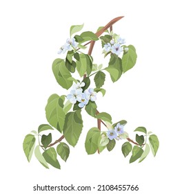 Spring blossom (bloom). Branch with white apple tree flowers. Tender twig with light bluish florets, buds, green leaves on white background. Realistic bouquet in watercolor style, vintage, vector