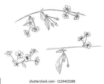 Spring blossom (bloom), set of branches with cherry flowers, buds, leaves, hand draw sketch in engraving vintage style, outline on white background, vector illustration