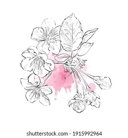 Rama de cerezo en flor de primavera sobre fondo blanco. Gotas vectoriales de acuarela. Sakura