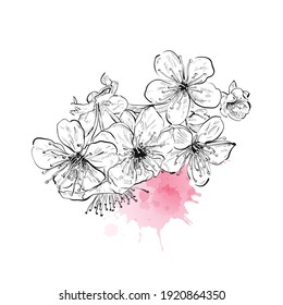 Branche de cerisier en fleurs de printemps sur fond blanc. Gouttes vectorielles à l'aquarelle. Sakura