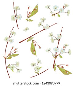 Spring blossom. Collection white, bluish, mauve flowers: cherry, (sakura, plum). Florets, branches, buds, green leaves on white background. Digital drawing in watercolor style, vector