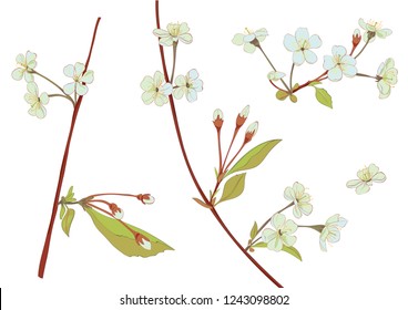 Spring blossom. Collection white, bluish, mauve flowers: cherry, (sakura, plum). Florets, branches, buds, green leaves on white background. Digital drawing in watercolor style, vector