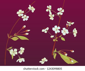 Spring blossom. Collection white, bluish, mauve flowers: cherry, (sakura, plum). Florets, branches, buds, green leaves on burgundy background. Digital drawing in watercolor style, vector