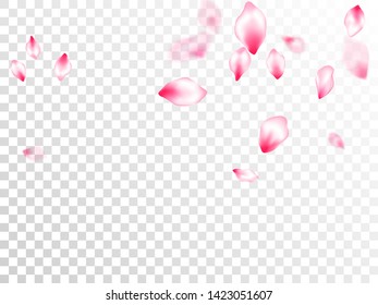 Spring blossom isolated petals flying on transparent background. Japanese cherry flower parts falling vector pattern. Pastel pink blossom petals floral design. Postcart background.