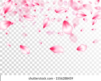 Spring blossom isolated petals flying on transparent background. Close up bloom elements. Floral natural blossom soft petals illustration. Japanese cherry flower parts falling vector pattern.