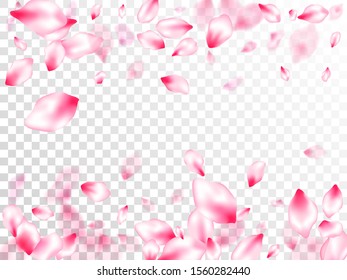 Spring blossom isolated petals flying on transparent background. Garden bloom parts. Flower blossom particles, petals rain shower. Japanese cherry flower parts falling vector pattern.