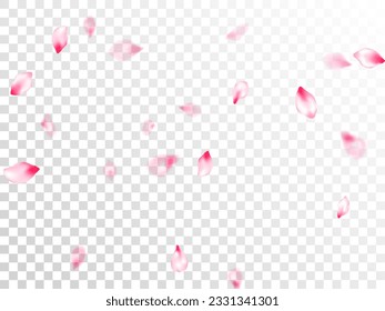 Spring blossom isolated petals flying on transparent background. Anniversary background. Natural marrige decor of chinese cherry petals. Japanese cherry flower parts falling vector pattern.