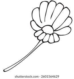 spring blossoming daisy flower, vector isolated design element, hand drawn doodle element, coloring book